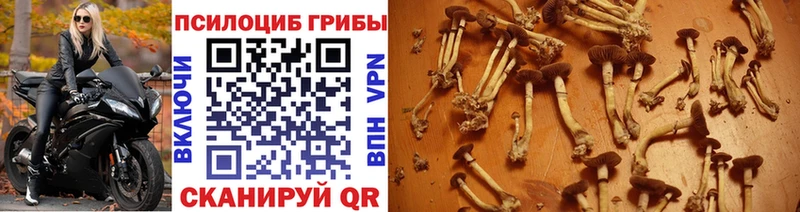 Псилоцибиновые грибы Cubensis Чебаркуль